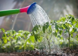 importancia del agua en las plantas de interior