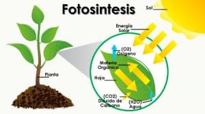 luz en las plantas - fotosintesis