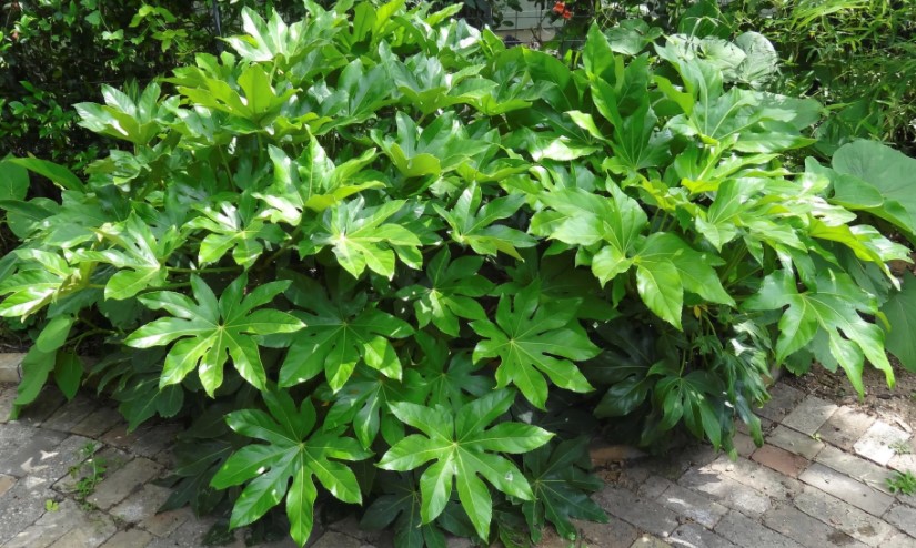 foto de fatsia japonica planta