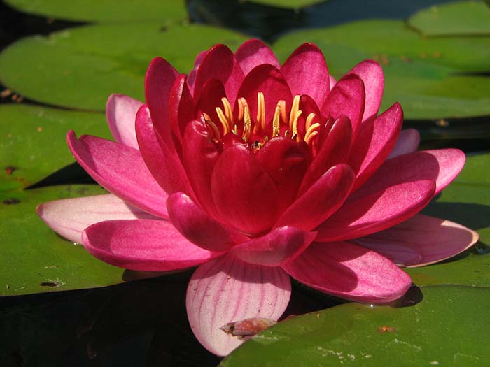 FLOR DE LOTO Caracteristicas Cuidados Cultivo Y Riego