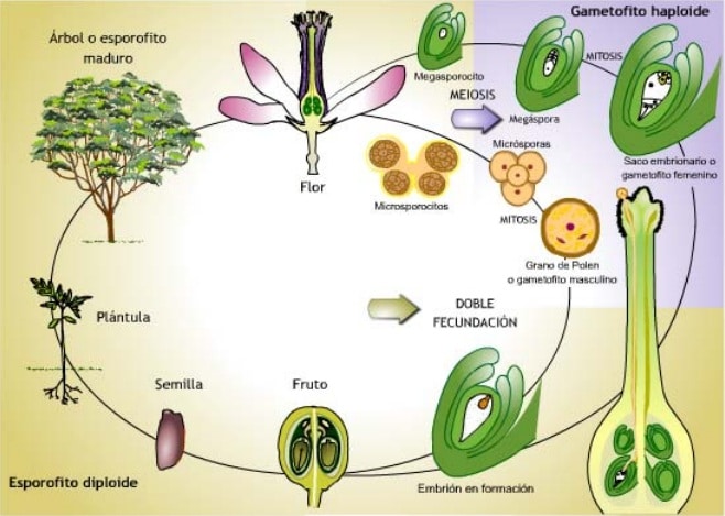 Imagenes De La Reproduccion Sexual De Las Plantas