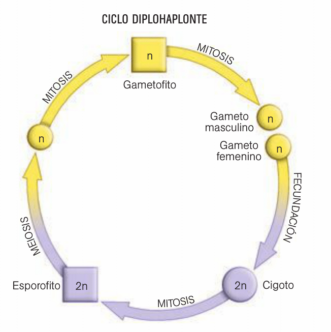 ciclo diplohaplonte