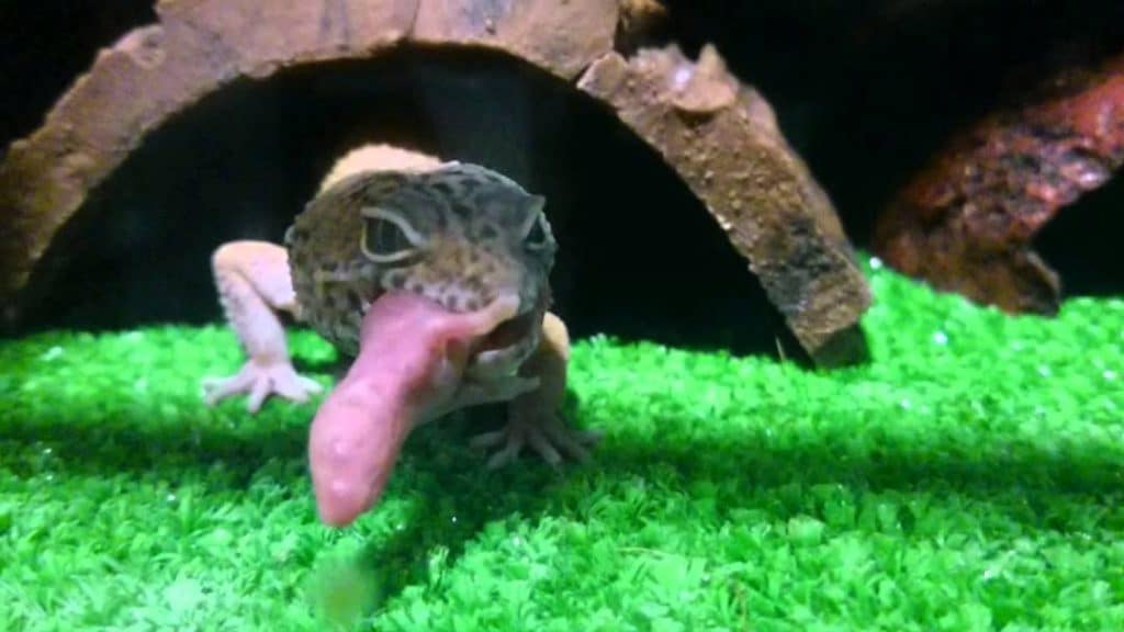 que comen los gecko