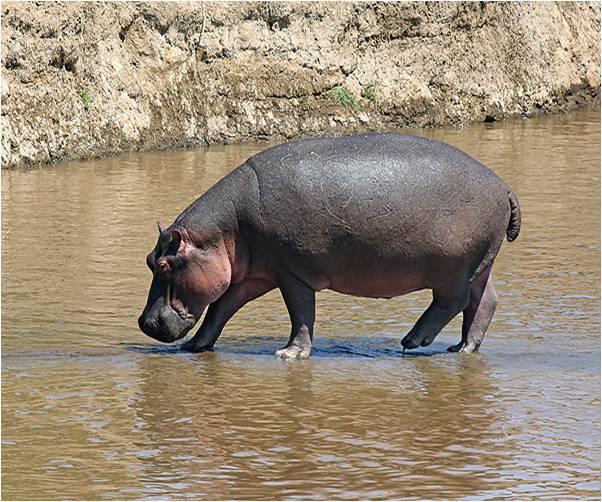 Habitat Do Hipopótamo: Onde Eles Vivem? – AVOAN