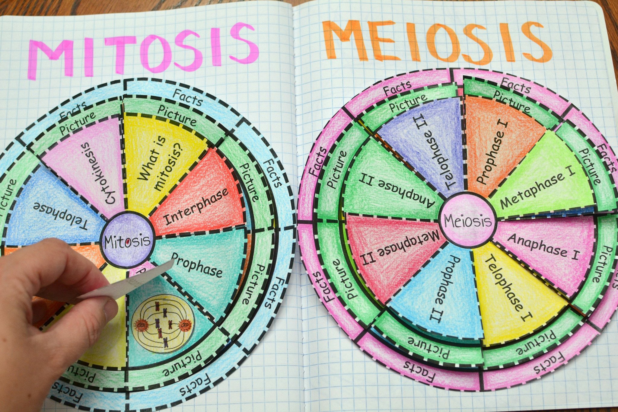 MITOSIS y MEIOSIS Qué son, fases y diferencias entre cada una.