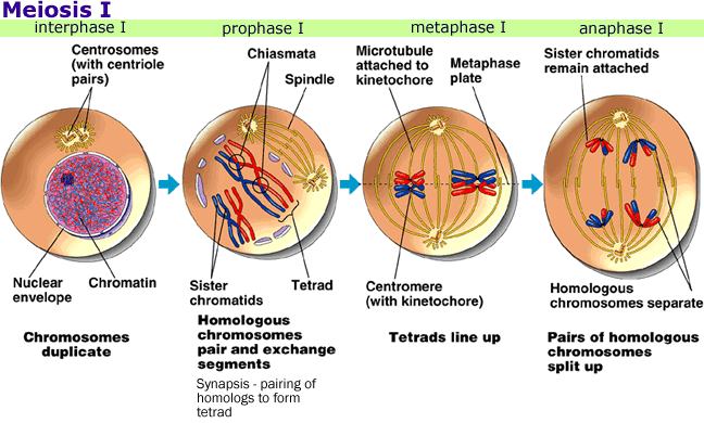 meiosis i