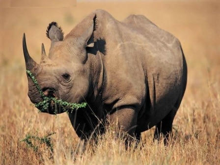 que comen los rinocerontes