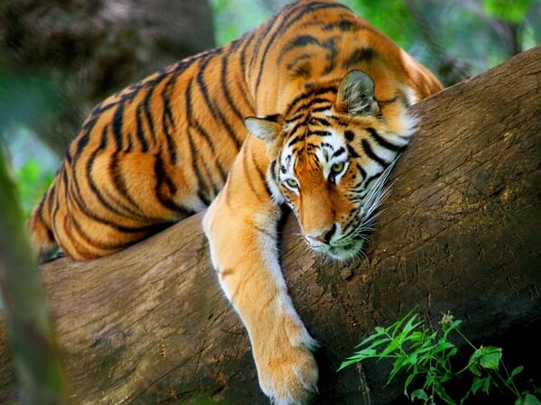 donde vive el tigre