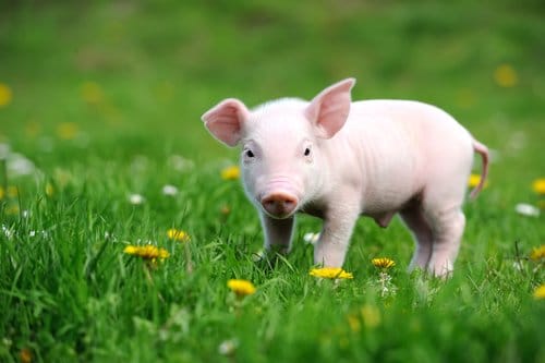 ANIMALES OMNÍVOROS Características, alimentación y +50