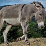 terrestre