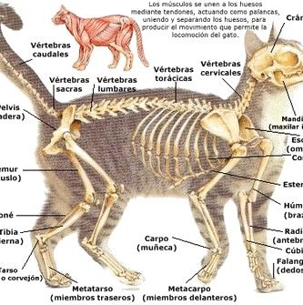 animales vertebrados