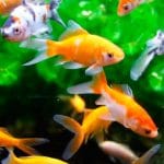 peces