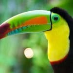 Aves