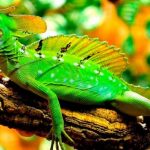 reptiles