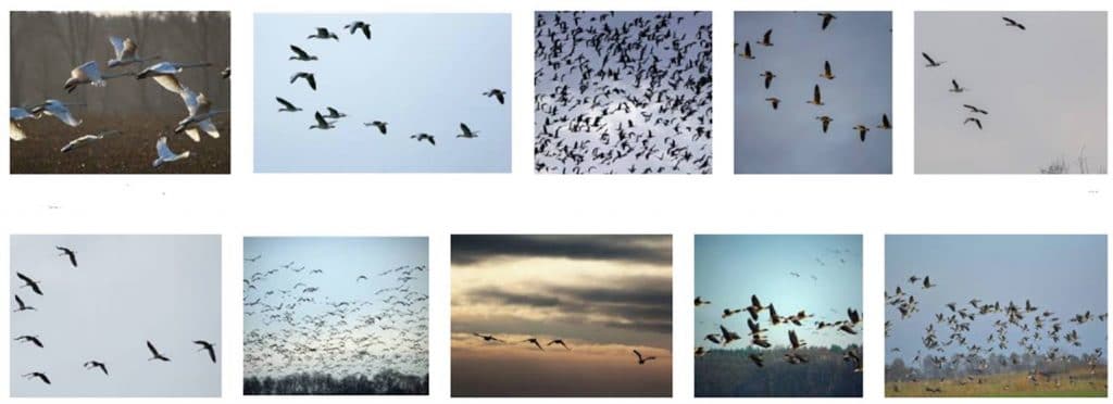 Características de Aves Migratorias