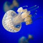 ejemplos invertebrados