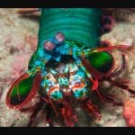 estomatopodo