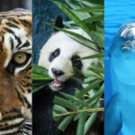 Animales (Reino Animal)