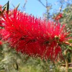 Callistemon