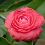Camelia