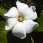 Gardenia
