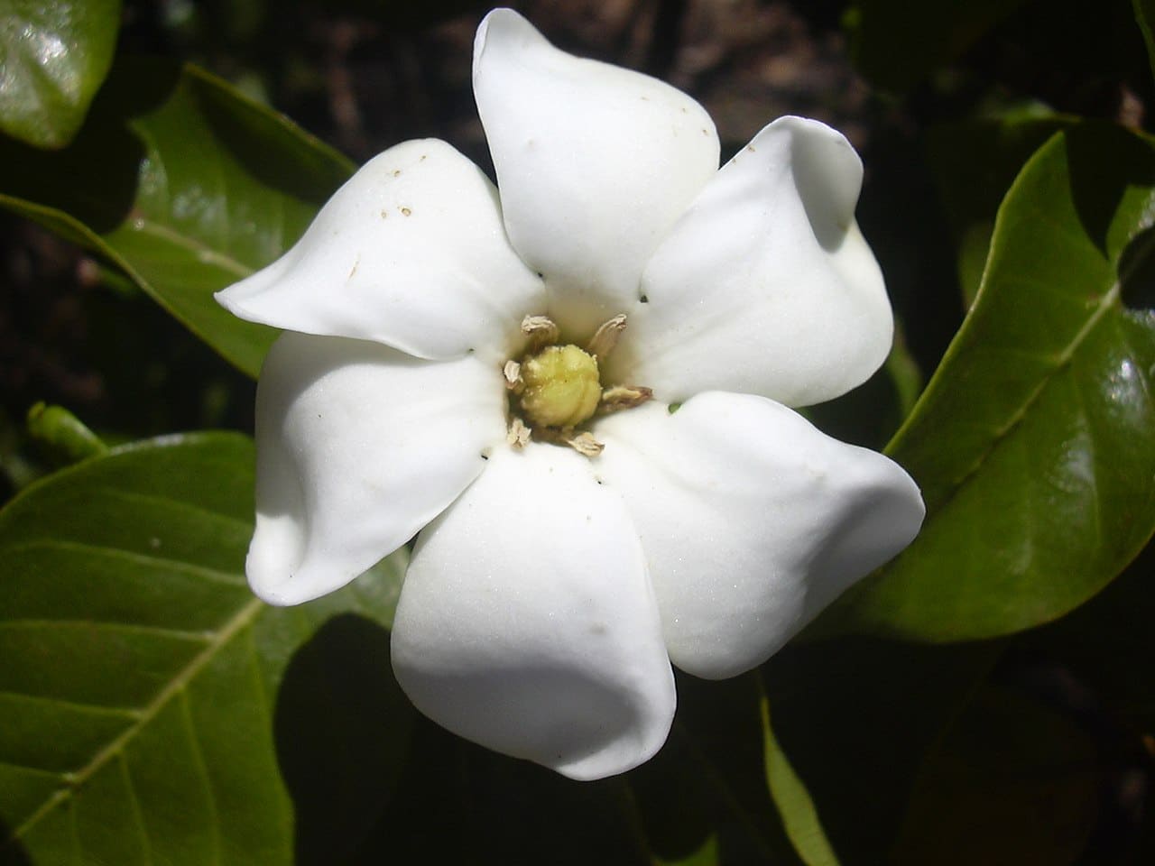 Gardenia (Planta y Flor) Características, tipos y beneficios