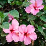 Hibisco