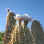Cardón