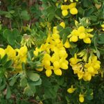Coronilla